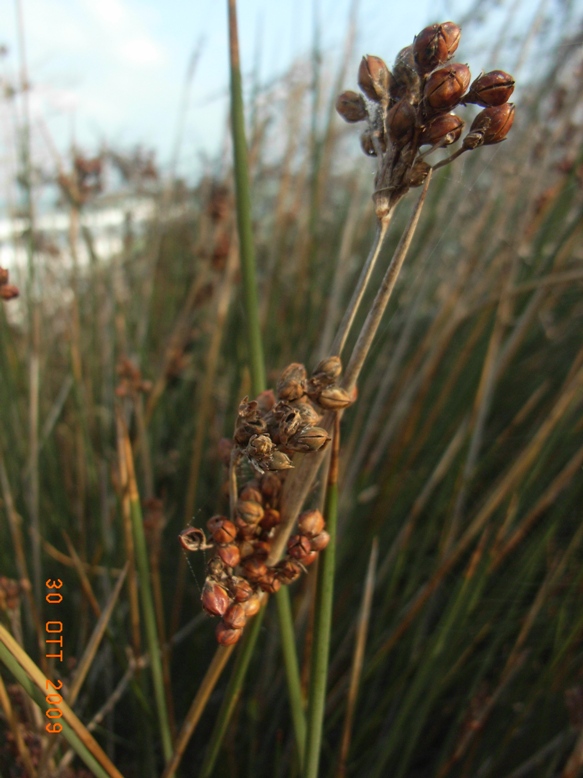 Juncus acutus